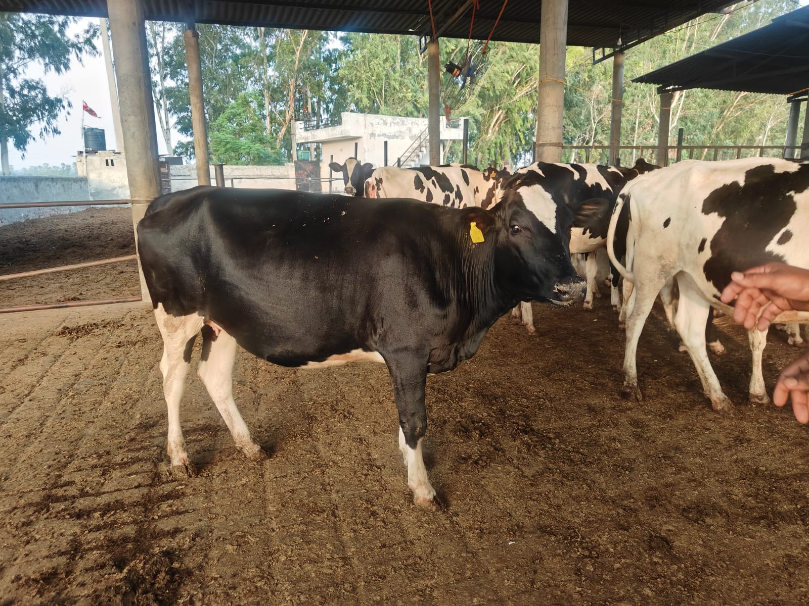 HF CROSS COW