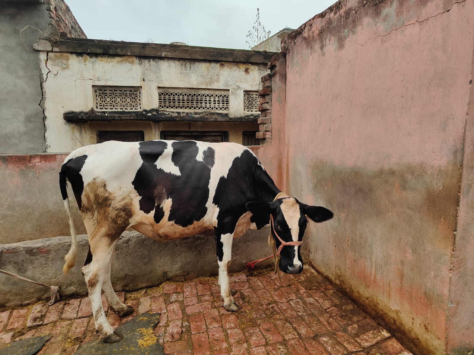 HF CROSS